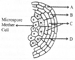 Plus Two Botany Previous Year Question Paper March 2019, 5