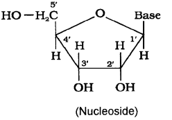 Plus Two Chemistry Chapter Wise Previous Questions Chapter 14 Biomolecules 8