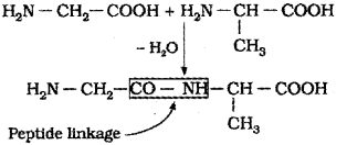 Plus Two Chemistry Chapter Wise Previous Questions Chapter 14 Biomolecules 9