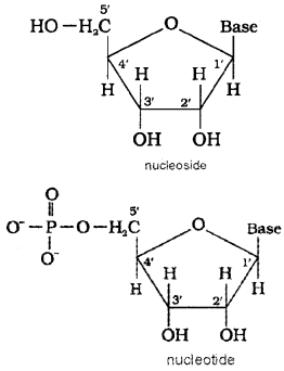 Plus Two Chemistry Chapter Wise Questions and Answers Chapter 14 Biomolecules Textbook Questions Q5