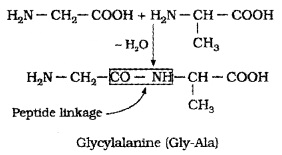 Plus Two Chemistry Notes Chapter 14 Biomolecules 16