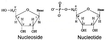 Plus Two Chemistry Notes Chapter 14 Biomolecules 19