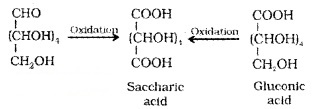 Plus Two Chemistry Notes Chapter 14 Biomolecules 7