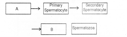 Plus Two Zoology Chapter Wise Previous Questions Chapter 1 Human Reproduction 12