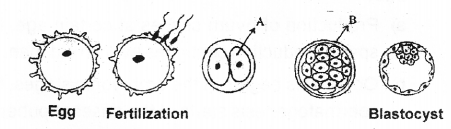 Plus Two Zoology Chapter Wise Previous Questions Chapter 1 Human Reproduction 5