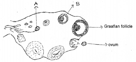 Plus Two Zoology Chapter Wise Previous Questions Chapter 1 Human Reproduction 6