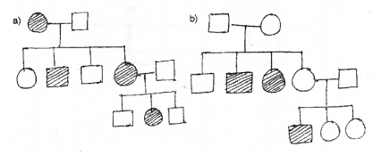 Plus Two Zoology Chapter Wise Previous Questions Chapter 3 Principles of Inheritance and Variation 13