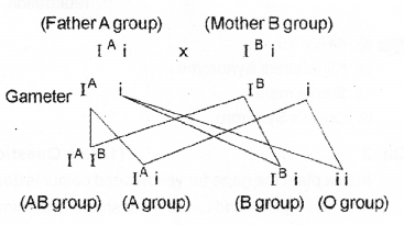 Plus Two Zoology Chapter Wise Previous Questions Chapter 3 Principles of Inheritance and Variation 15