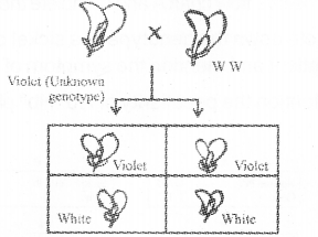 Plus Two Zoology Chapter Wise Previous Questions Chapter 3 Principles of Inheritance and Variation 2