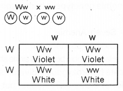 Plus Two Zoology Chapter Wise Previous Questions Chapter 3 Principles of Inheritance and Variation 3