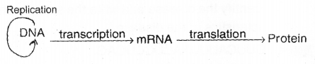 Plus Two Zoology Chapter Wise Previous Questions Chapter 4 Molecular Basis of Inheritance 10