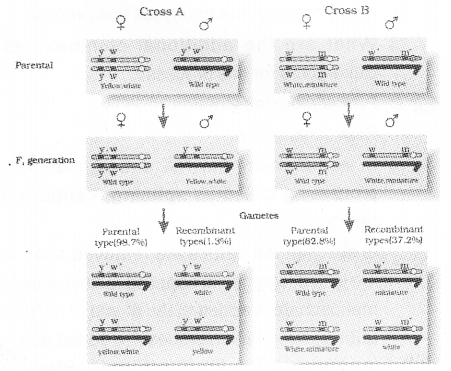 Plus Two Zoology Chapter Wise Previous Questions Chapter 4 Molecular Basis of Inheritance 11