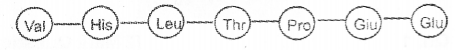 Plus Two Zoology Chapter Wise Previous Questions Chapter 4 Molecular Basis of Inheritance 12