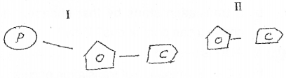 Plus Two Zoology Chapter Wise Previous Questions Chapter 4 Molecular Basis of Inheritance 14