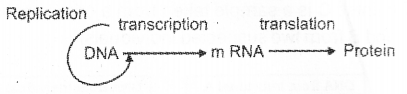 Plus Two Zoology Chapter Wise Previous Questions Chapter 4 Molecular Basis of Inheritance 15