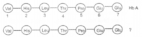 Plus Two Zoology Chapter Wise Previous Questions Chapter 4 Molecular Basis of Inheritance 16