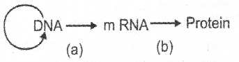 Plus Two Zoology Chapter Wise Previous Questions Chapter 4 Molecular Basis of Inheritance 17