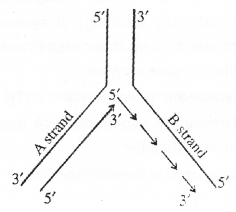 Plus Two Zoology Chapter Wise Previous Questions Chapter 4 Molecular Basis of Inheritance 18