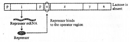 Plus Two Zoology Chapter Wise Previous Questions Chapter 4 Molecular Basis of Inheritance 19