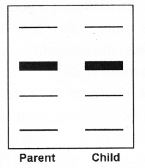 Plus Two Zoology Chapter Wise Previous Questions Chapter 4 Molecular Basis of Inheritance 2