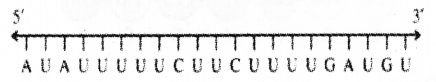 Plus Two Zoology Chapter Wise Previous Questions Chapter 4 Molecular Basis of Inheritance 20