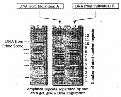 Plus Two Zoology Chapter Wise Previous Questions Chapter 4 Molecular Basis of Inheritance 21