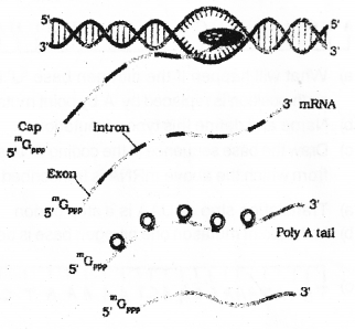 Plus Two Zoology Chapter Wise Previous Questions Chapter 4 Molecular Basis of Inheritance 23