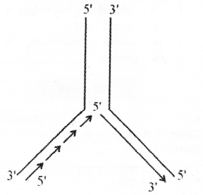 Plus Two Zoology Chapter Wise Previous Questions Chapter 4 Molecular Basis of Inheritance 26