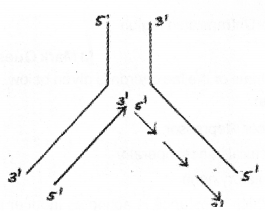 Plus Two Zoology Chapter Wise Previous Questions Chapter 4 Molecular Basis of Inheritance 27