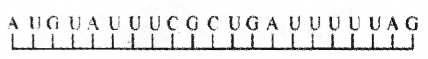 Plus Two Zoology Chapter Wise Previous Questions Chapter 4 Molecular Basis of Inheritance 28