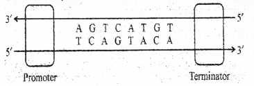 Plus Two Zoology Chapter Wise Previous Questions Chapter 4 Molecular Basis of Inheritance 3