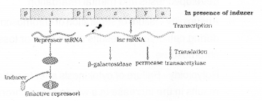 Plus Two Zoology Chapter Wise Previous Questions Chapter 4 Molecular Basis of Inheritance 30