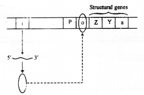 Plus Two Zoology Chapter Wise Previous Questions Chapter 4 Molecular Basis of Inheritance 4