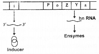 Plus Two Zoology Chapter Wise Previous Questions Chapter 4 Molecular Basis of Inheritance 5