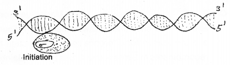 Plus Two Zoology Chapter Wise Previous Questions Chapter 4 Molecular Basis of Inheritance 6