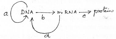 Plus Two Zoology Chapter Wise Previous Questions Chapter 4 Molecular Basis of Inheritance 7