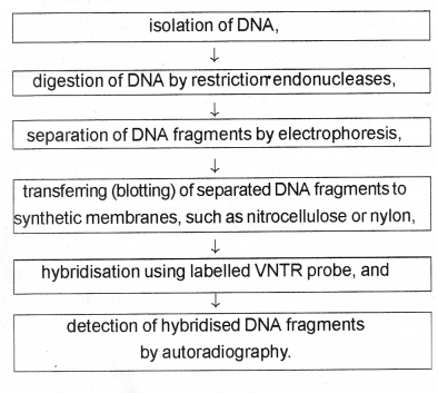 Plus Two Zoology Chapter Wise Previous Questions Chapter 4 Molecular Basis of Inheritance 8