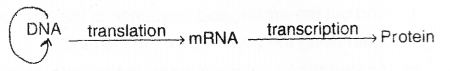 Plus Two Zoology Chapter Wise Previous Questions Chapter 4 Molecular Basis of Inheritance 9