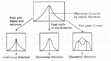 Plus Two Zoology Chapter Wise Previous Questions Chapter 5 Evolution 1