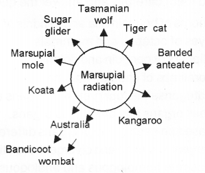 Plus Two Zoology Chapter Wise Previous Questions Chapter 5 Evolution 10