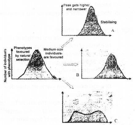 Plus Two Zoology Chapter Wise Previous Questions Chapter 5 Evolution 11