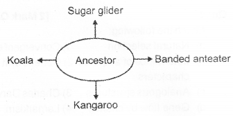 Plus Two Zoology Chapter Wise Previous Questions Chapter 5 Evolution 2