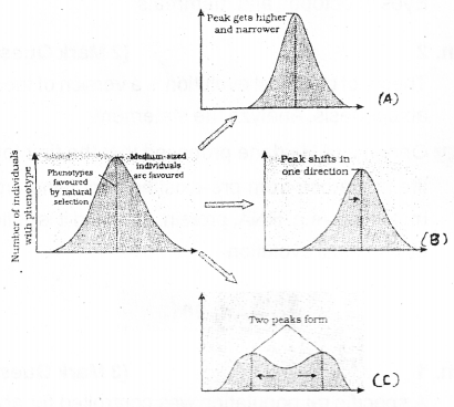 Plus Two Zoology Chapter Wise Previous Questions Chapter 5 Evolution 4