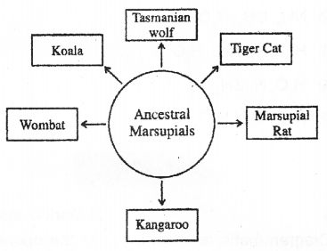 Plus Two Zoology Chapter Wise Previous Questions Chapter 5 Evolution 7