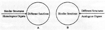 Plus Two Zoology Chapter Wise Previous Questions Chapter 5 Evolution 8