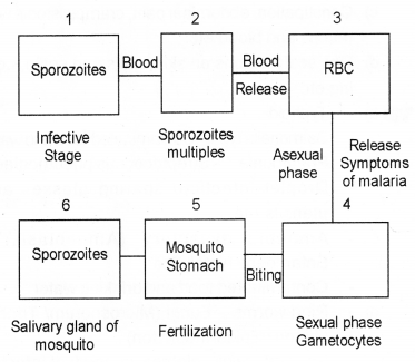 Plus Two Zoology Chapter Wise Previous Questions Chapter 6 Human Health and Disease 1