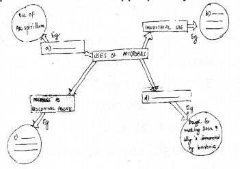 Plus Two Zoology Chapter Wise Previous Questions Chapter 7 Microbes in Human Welfare 1