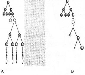 Plus Two Zoology Chapter Wise Questions and Answers Chapter 1 Human Reproduction 2M Q13