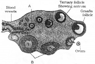 Plus Two Zoology Chapter Wise Questions and Answers Chapter 1 Human Reproduction 2M Q14