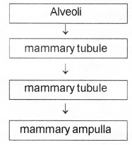 Plus Two Zoology Chapter Wise Questions and Answers Chapter 1 Human Reproduction 2M Q18